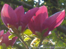 M. Nakamura 3