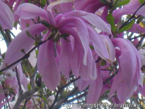 M. 'Pinkie'