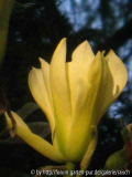 M. 'Butterflies'