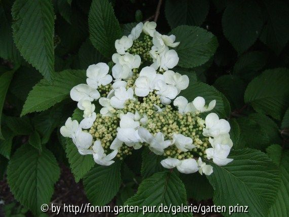 Viburnum plicatum mariesii (2011/4) close-up