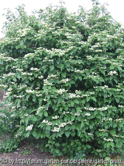 Viburnum plicatum mariesii (2011/4) plant