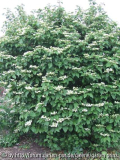Viburnum plicatum mariesii (2011/4) plant
