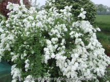 Exochorda macrantha The Bride 2011/4