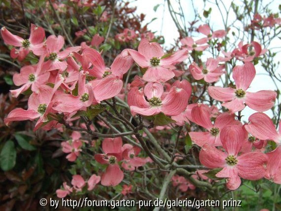 Cornus florida Cherokee Chief