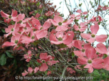Cornus florida Cherokee Chief