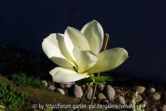 Magnolie Yellow River