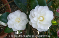 Purity 2011 1.jpg