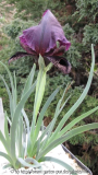 lycotis