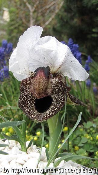 elegantissima