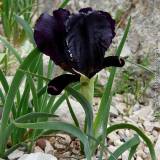 Iris paradoxa atrata3kl.jpg