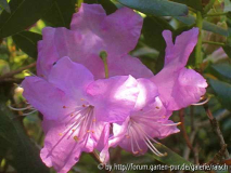Rh. oreotrephes