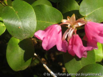 Rh. orbiculare