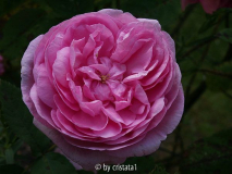 Rosa Centifolia Muscosa