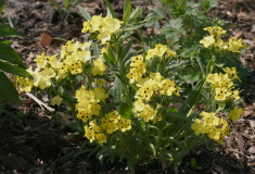 Arnebia pulchra