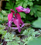 Dicentra hybr.