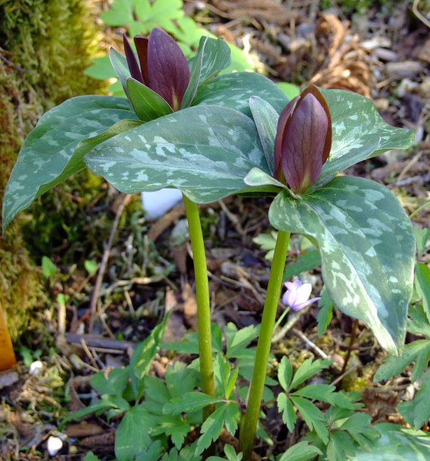 Trillium species