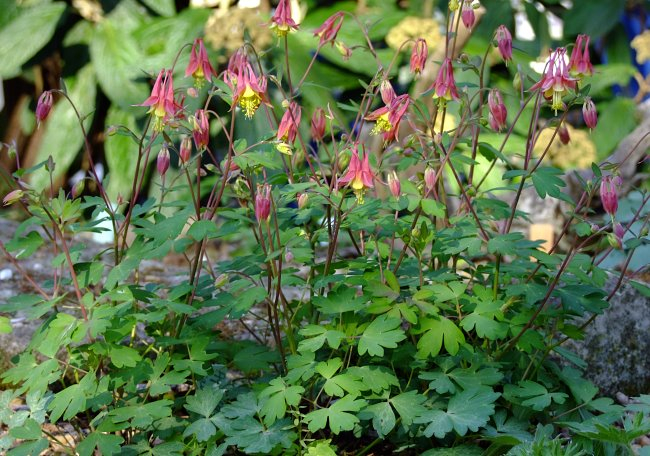 Aquilegia canadensis
