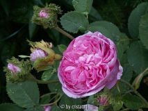 Cristata