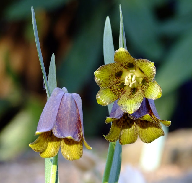 Fritillaria pyrenaica