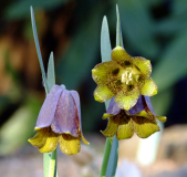 Fritillaria pyrenaica