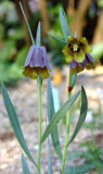 Fritillaria pyrenaica