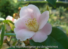 Spring Mist 2011.jpg