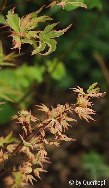 Acer Butterfly Laub