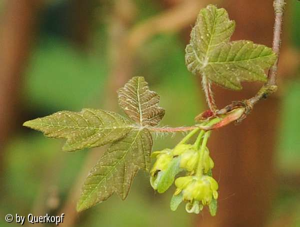 Acer griseum Blüte