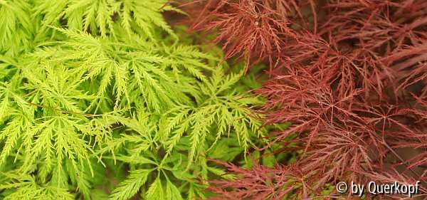 Acer rotgelbgrün