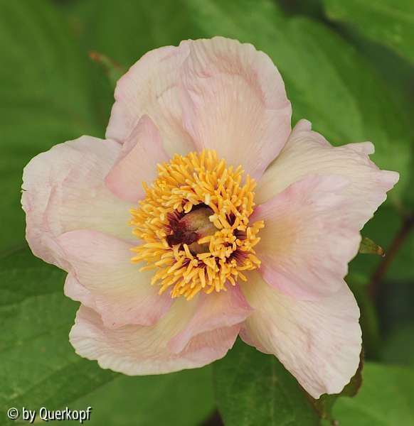 Paeonia Mai fleuri