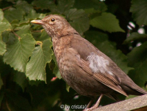 Amsel