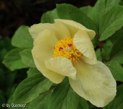 Paeonia Molly1