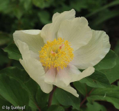 Paeonia Molly2