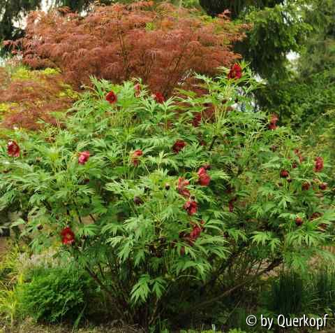 Paeonia delavayi blühend