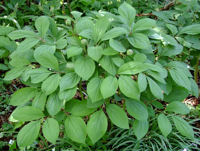 Paeonia obovata