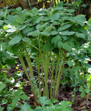 Paeonia obovata