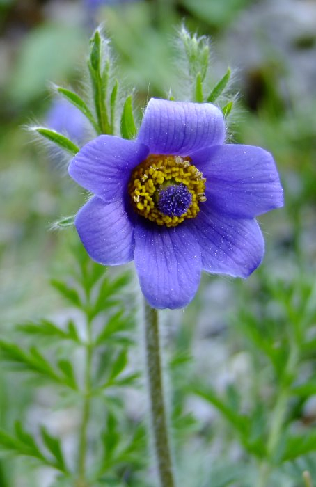 Pulsatilla ambigua