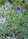 Pulsatilla ambigua (falsch: turczaninovii)