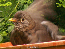 Bade-Amsel