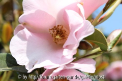 Camelia saluensis 2011.jpg