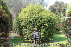 Cuspidata 1 2011.jpg