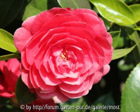 Countess of Belmoor 2011.jpg