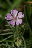 Geranium Tuberosum