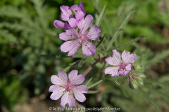 Geranium Tuberosum