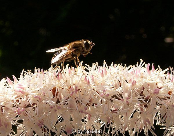 Schwebfliege