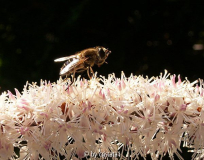 Schwebfliege