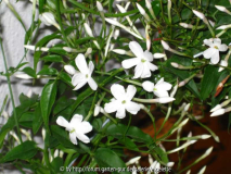 jasminoderwas