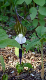 Arisaema sikokianum