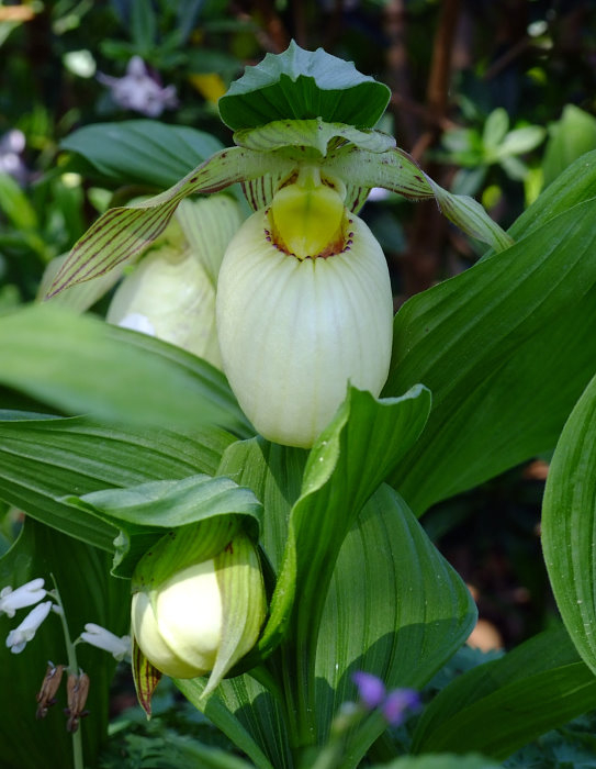 Cypripedium fasciolatum