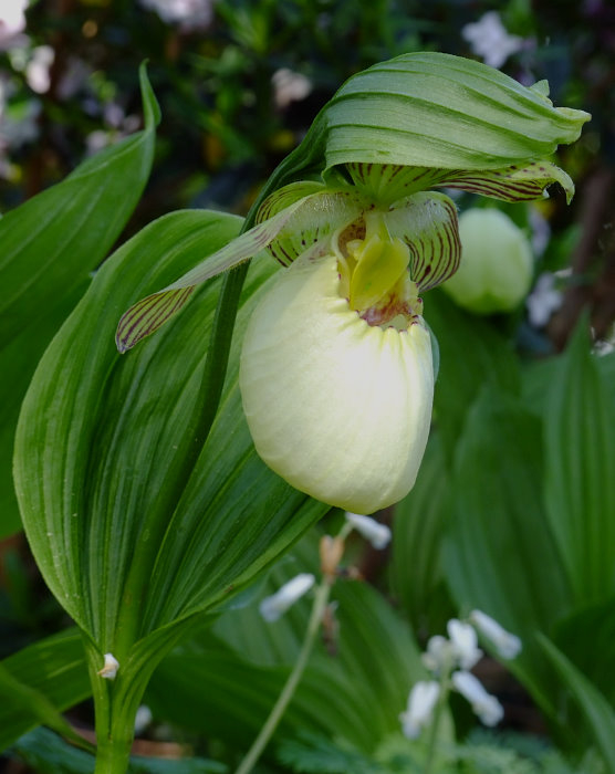 Cypripedium fasciolatum